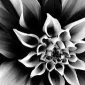 Meet your Posher, Sadie